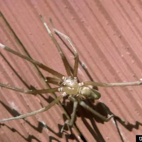 thumbnail for publication: Southern House Spider, Kukulcania hibernalis (Hentz) (Arachnida: Araneae: Filistatidae)